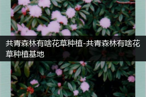 共青森林有啥花草种植-共青森林有啥花草种植基地