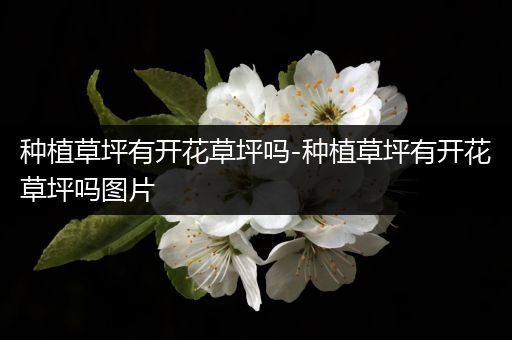 种植草坪有开花草坪吗-种植草坪有开花草坪吗图片