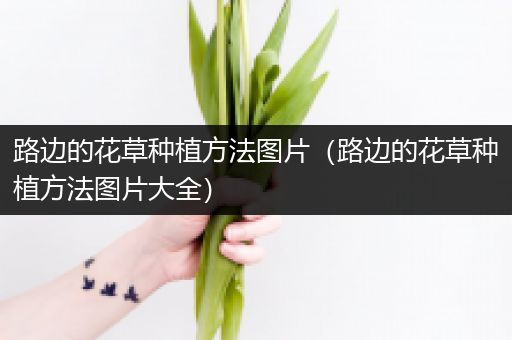 路边的花草种植方法图片（路边的花草种植方法图片大全）