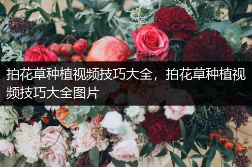 拍花草种植视频技巧大全，拍花草种植视频技巧大全图片