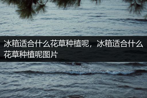 冰箱适合什么花草种植呢，冰箱适合什么花草种植呢图片