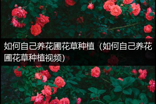 如何自己养花圃花草种植（如何自己养花圃花草种植视频）