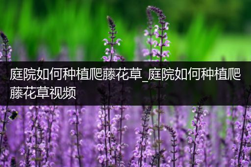 庭院如何种植爬藤花草_庭院如何种植爬藤花草视频
