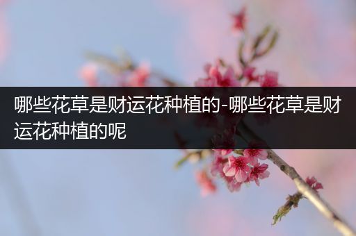 哪些花草是财运花种植的-哪些花草是财运花种植的呢