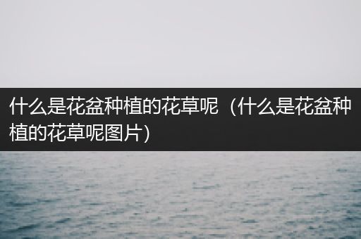 什么是花盆种植的花草呢（什么是花盆种植的花草呢图片）
