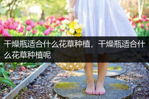 干燥瓶适合什么花草种植，干燥瓶适合什么花草种植呢