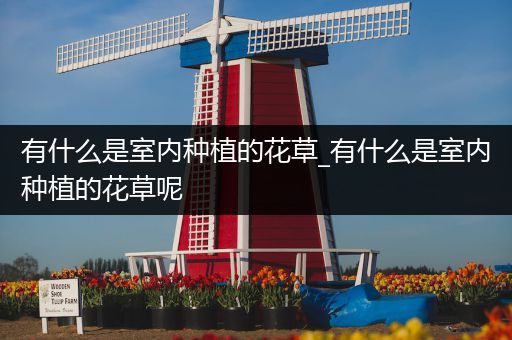 有什么是室内种植的花草_有什么是室内种植的花草呢