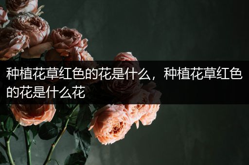 种植花草红色的花是什么，种植花草红色的花是什么花