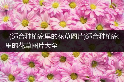 （适合种植家里的花草图片)适合种植家里的花草图片大全