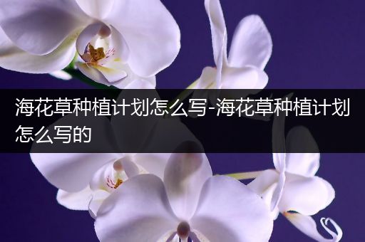 海花草种植计划怎么写-海花草种植计划怎么写的