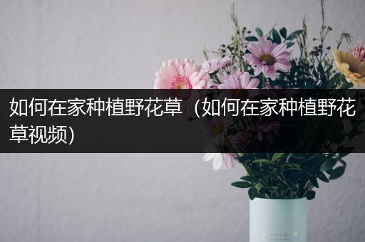 如何在家种植野花草（如何在家种植野花草视频）