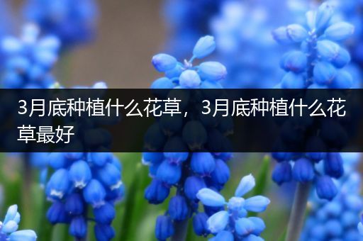 3月底种植什么花草，3月底种植什么花草最好