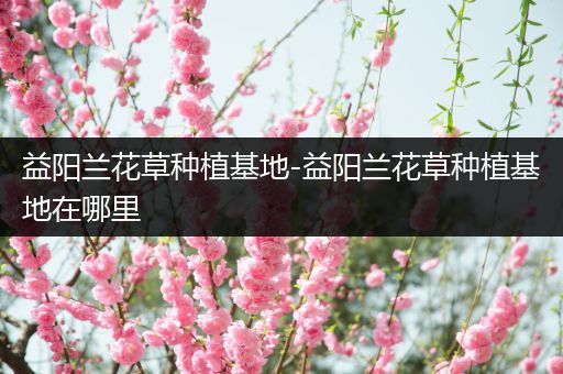 益阳兰花草种植基地-益阳兰花草种植基地在哪里