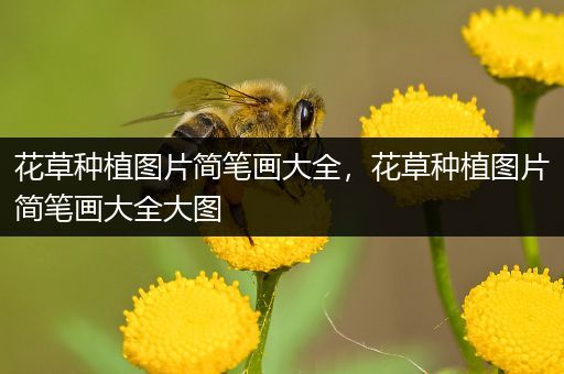 花草种植图片简笔画大全，花草种植图片简笔画大全大图