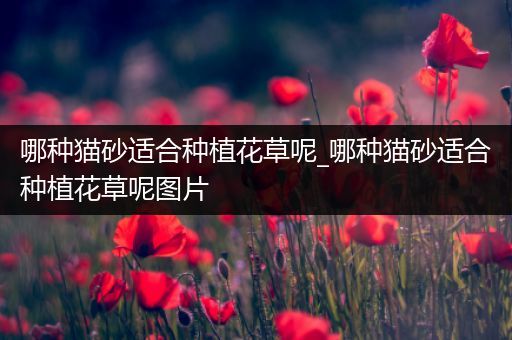 哪种猫砂适合种植花草呢_哪种猫砂适合种植花草呢图片