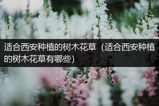 适合西安种植的树木花草（适合西安种植的树木花草有哪些）