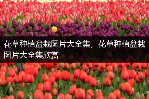 花草种植盆栽图片大全集，花草种植盆栽图片大全集欣赏