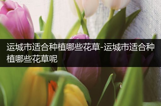 运城市适合种植哪些花草-运城市适合种植哪些花草呢