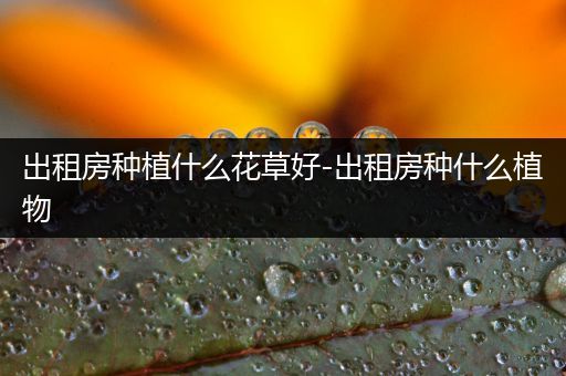 出租房种植什么花草好-出租房种什么植物