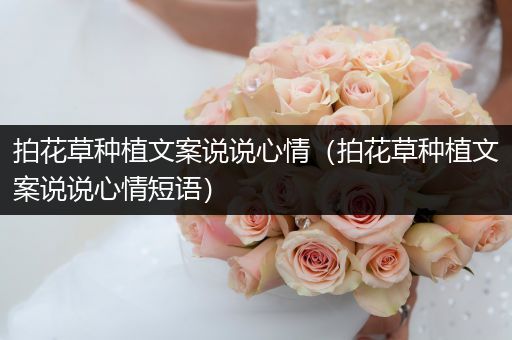 拍花草种植文案说说心情（拍花草种植文案说说心情短语）