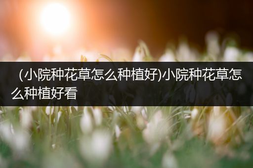 （小院种花草怎么种植好)小院种花草怎么种植好看