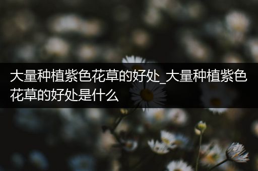 大量种植紫色花草的好处_大量种植紫色花草的好处是什么
