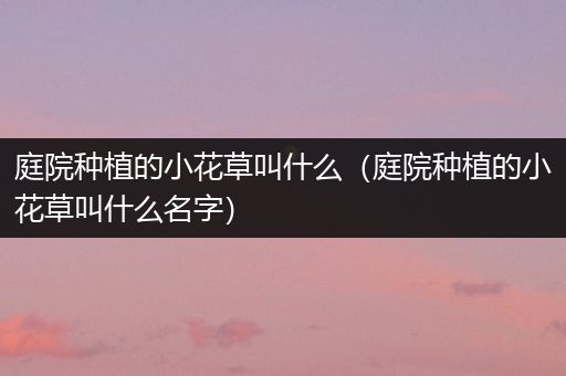 庭院种植的小花草叫什么（庭院种植的小花草叫什么名字）