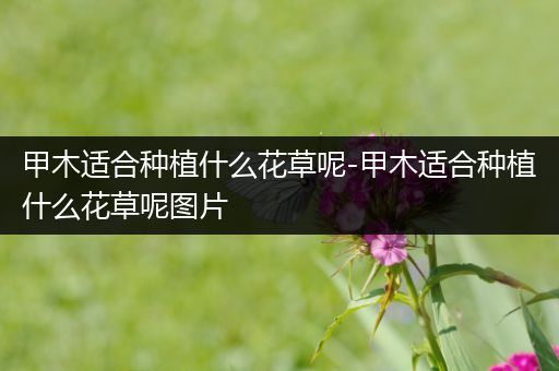 甲木适合种植什么花草呢-甲木适合种植什么花草呢图片
