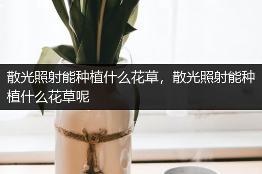 散光照射能种植什么花草，散光照射能种植什么花草呢