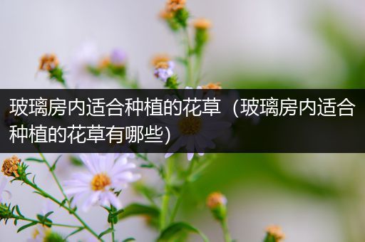 玻璃房内适合种植的花草（玻璃房内适合种植的花草有哪些）