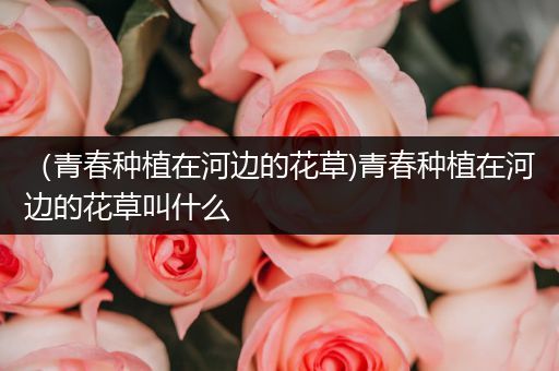 （青春种植在河边的花草)青春种植在河边的花草叫什么