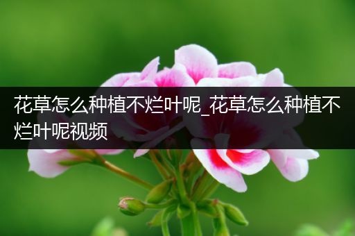 花草怎么种植不烂叶呢_花草怎么种植不烂叶呢视频
