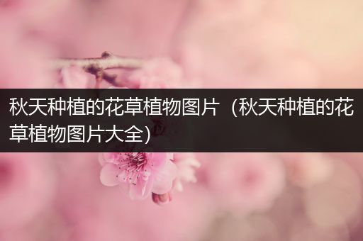 秋天种植的花草植物图片（秋天种植的花草植物图片大全）