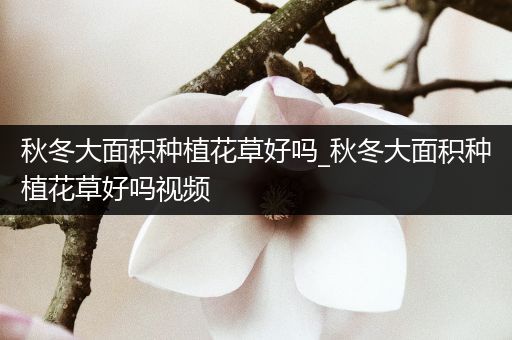 秋冬大面积种植花草好吗_秋冬大面积种植花草好吗视频
