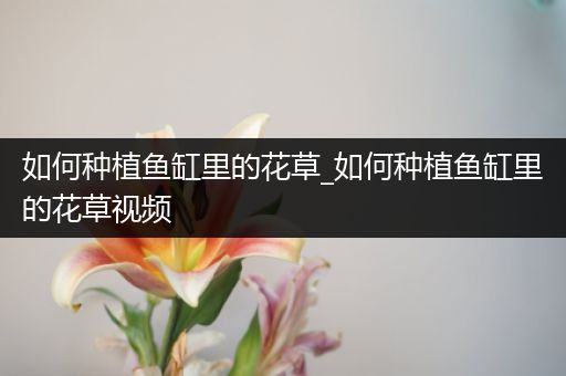如何种植鱼缸里的花草_如何种植鱼缸里的花草视频