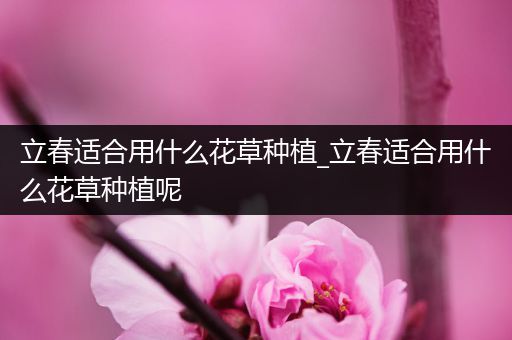 立春适合用什么花草种植_立春适合用什么花草种植呢