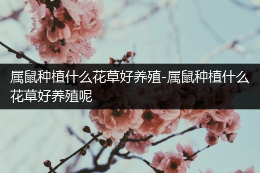 属鼠种植什么花草好养殖-属鼠种植什么花草好养殖呢