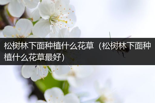 松树林下面种植什么花草（松树林下面种植什么花草最好）