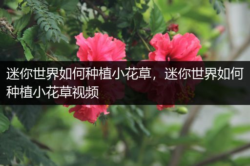 迷你世界如何种植小花草，迷你世界如何种植小花草视频