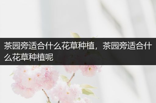 茶园旁适合什么花草种植，茶园旁适合什么花草种植呢