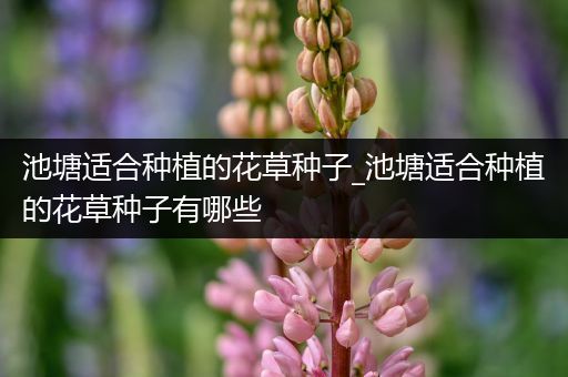 池塘适合种植的花草种子_池塘适合种植的花草种子有哪些