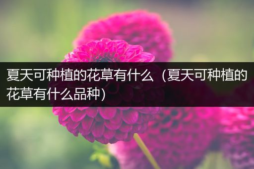 夏天可种植的花草有什么（夏天可种植的花草有什么品种）