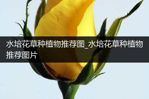 水培花草种植物推荐图_水培花草种植物推荐图片