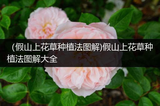 （假山上花草种植法图解)假山上花草种植法图解大全