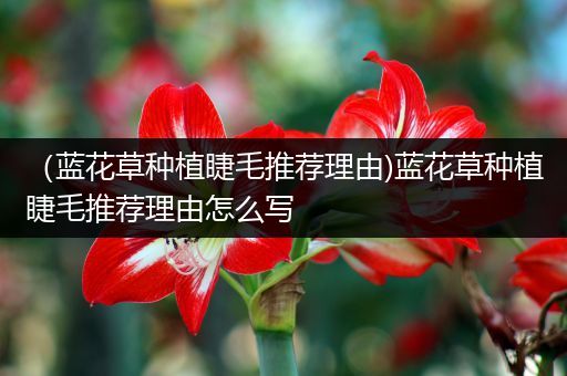 （蓝花草种植睫毛推荐理由)蓝花草种植睫毛推荐理由怎么写