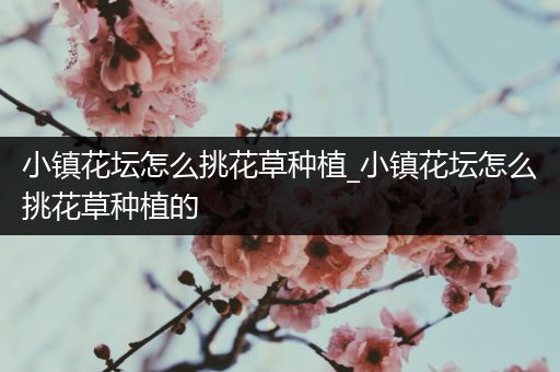 小镇花坛怎么挑花草种植_小镇花坛怎么挑花草种植的