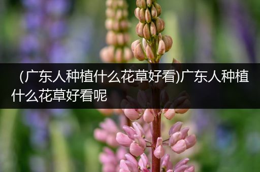 （广东人种植什么花草好看)广东人种植什么花草好看呢
