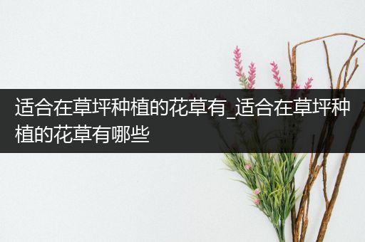 适合在草坪种植的花草有_适合在草坪种植的花草有哪些