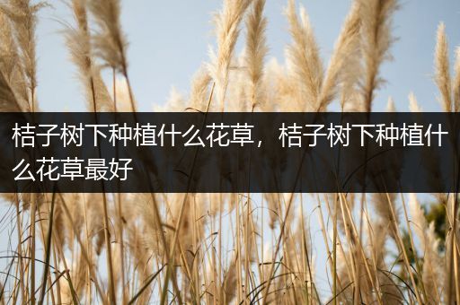桔子树下种植什么花草，桔子树下种植什么花草最好