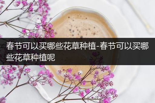 春节可以买哪些花草种植-春节可以买哪些花草种植呢